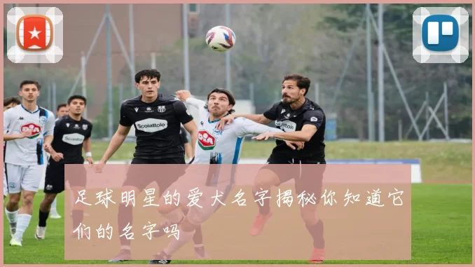 足球明星的爱犬名字揭秘你知道它们的名字吗